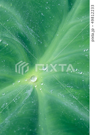 水玉 水滴 サトイモの葉 水玉 水滴 サトイモの葉 49812233