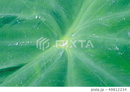 サトイモの葉の上を転がる水玉 水滴 の写真素材