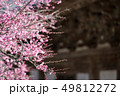 花 紅梅 通度寺 49812272