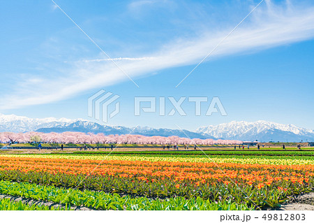 日本の春　富山県 舟川べり チューリップと桜並木 49812803