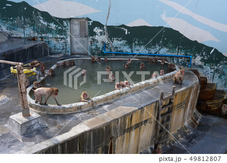 猿と温泉 49812807
