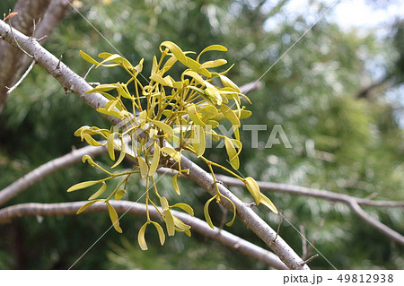 ヤドリギ ヤドリギ 49812938