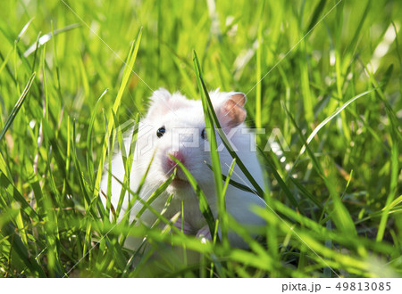 white hamster white hamster 49813085