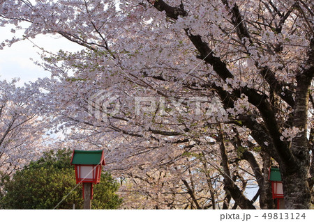 荒尾市 四ツ山神社 桜、 荒尾市 四ツ山神社 桜、 49813124