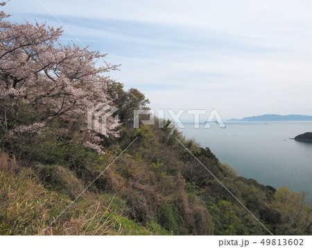春の万葉岬　桜の咲く岬 49813602