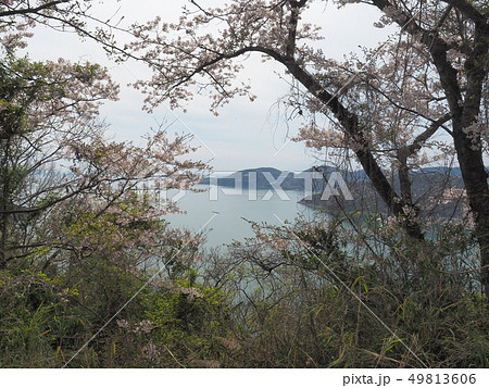 春の万葉岬 桜の咲く岬 春の万葉岬 桜の咲く岬 49813606