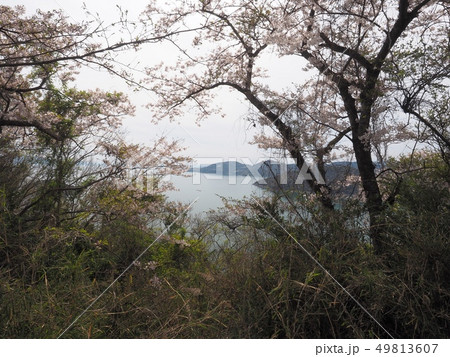 春の万葉岬　桜の咲く岬 49813607