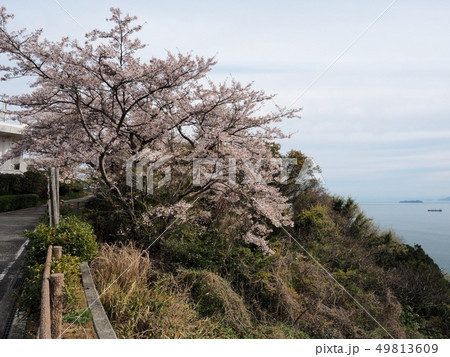 春の万葉岬　桜の咲く岬 49813609