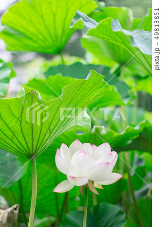 ハスの花 福岡県大濠公園のハス の写真素材