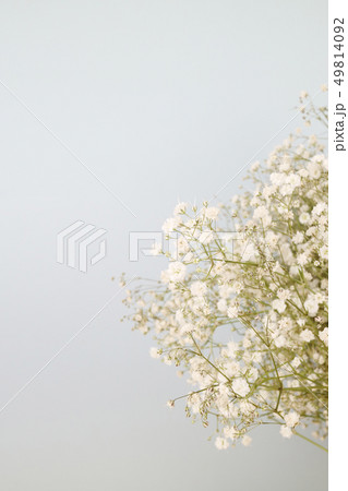 背景 花 春 49814092