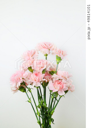 花 カーネーション 背景 49814101