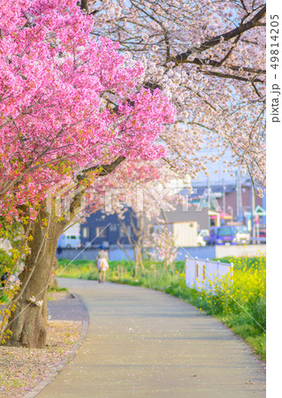 日本の風景「桜と菜の花の並木道」 日本の風景「桜と菜の花の並木道」 49814205