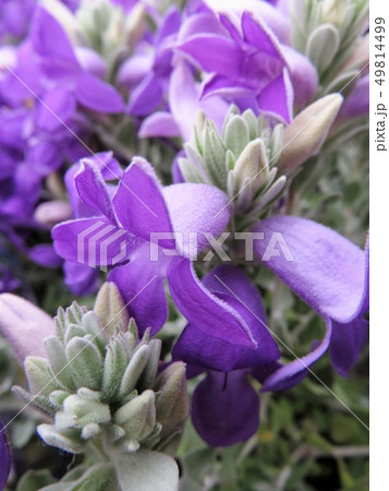 エレモフィラ トビーベル エレモフィラ トビーベル 49814499