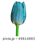 cyan tulip flower isolated on a white background 49814665