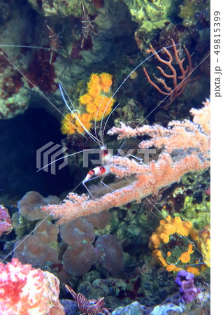 サンゴ礁の海 オトヒメエビ 撮影許可・協力:アクアマリンふくしま サンゴ礁の海 オトヒメエビ 撮影許可・協力:アクアマリンふくしま 49815399