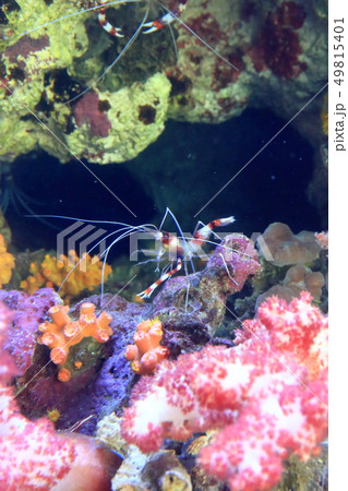サンゴ礁の海 オトヒメエビ 撮影許可・協力:アクアマリンふくしま サンゴ礁の海 オトヒメエビ 撮影許可・協力:アクアマリンふくしま 49815401