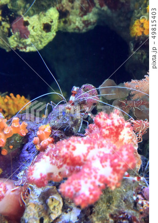 サンゴ礁の海　オトヒメエビとスザクサラサエビ　撮影許可・協力：アクアマリンふくしま 49815403