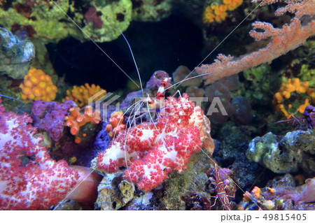 サンゴ礁の海 オトヒメエビ 撮影許可・協力:アクアマリンふくしま サンゴ礁の海 オトヒメエビ 撮影許可・協力:アクアマリンふくしま 49815405