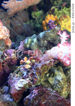 サンゴ礁の海　オトヒメエビとスザクサラサエビ　撮影許可・協力：アクアマリンふくしま 49815409