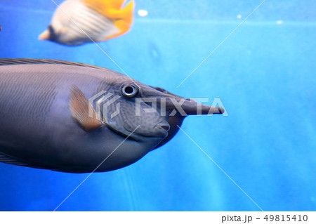 サンゴ礁の海 ツマリテングハギ 撮影許可・協力:アクアマリンふくしま サンゴ礁の海 ツマリテングハギ 撮影許可・協力:アクアマリンふくしま 49815410