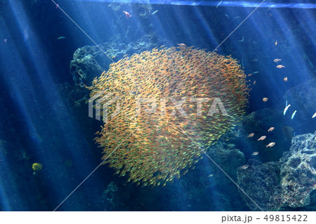 サンゴ礁の海 キンメモドキの群泳 撮影許可・協力:アクアマリンふくしま サンゴ礁の海 キンメモドキの群泳 撮影許可・協力:アクアマリンふくしま 49815422