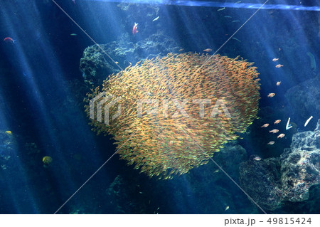 サンゴ礁の海　キンメモドキの群泳　撮影許可・協力：アクアマリンふくしま 49815424