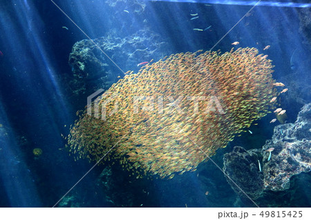 サンゴ礁の海 キンメモドキの群泳 撮影許可・協力:アクアマリンふくしま サンゴ礁の海 キンメモドキの群泳 撮影許可・協力:アクアマリンふくしま 49815425