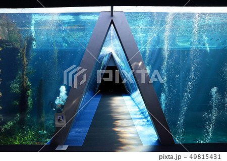 潮目のトンネル　大水槽　撮影許可・協力：アクアマリンふくしま 49815431