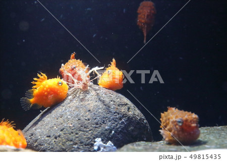 親潮アイスボックス ナメダンゴ 撮影許可・協力:アクアマリンふくしま 親潮アイスボックス ナメダンゴ 撮影許可・協力:アクアマリンふくしま 49815435