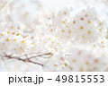春の白色 49815553