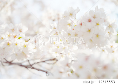 春の白色 49815553