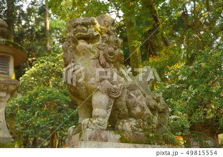 狛犬(その1) 49815554