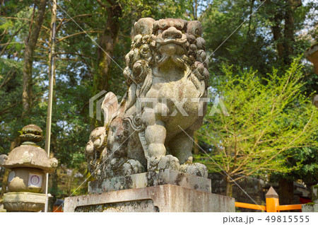 狛犬(その2) 49815555