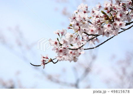 桜 49815678