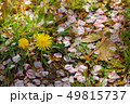 タンポポ 49815737