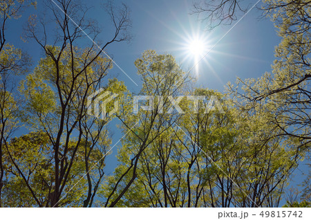 太陽と新緑 49815742