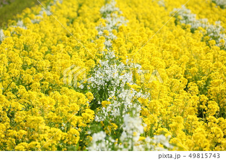 菜の花 49815743