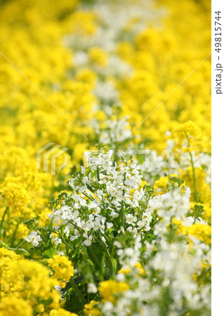 菜の花 49815744