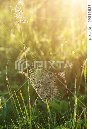 Plants with web 49816688
