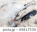 Fresh Saba fish in market 49817530