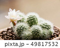Rebutia Albiflora, cactus 49817532