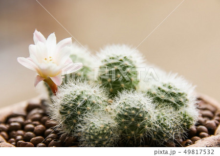 Rebutia Albiflora, cactus 49817532