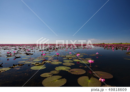 ノンハン湖の蓮の花 49818609