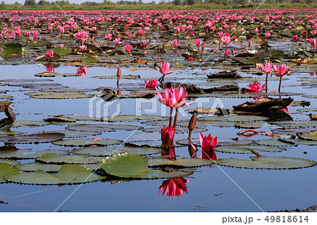 ノンハン湖の蓮の花 49818614