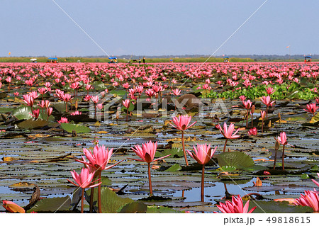 ノンハン湖の蓮の花 49818615