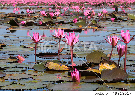 ノンハン湖の蓮の花 ノンハン湖の蓮の花 49818617