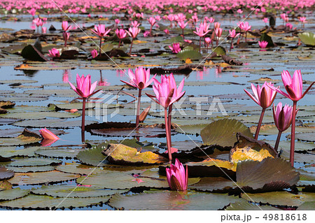 ノンハン湖の蓮の花 49818618