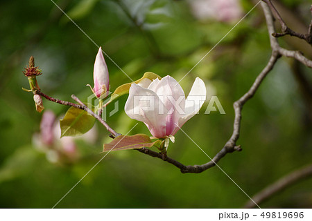 Magnolia spring flowers 49819696