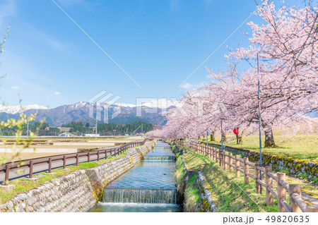 日本の春　富山県入善町 黒部川堤防桜堤の桜並木 49820635