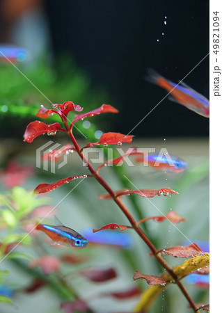 水草水槽 49821094